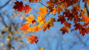 Heading 10 | Knoxville Tennessee fall leaves