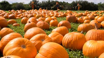 Pumpkin patch