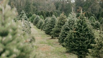 Christmas trees near Knoxville