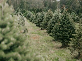 christmas tree farm