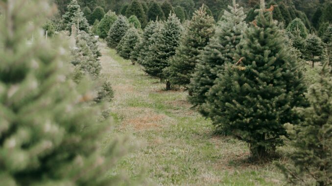 christmas tree farm